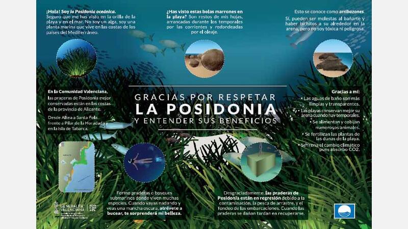 Posidonia and its benefits